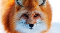 Надежда